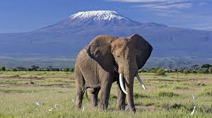 Elephant at Amboseli National Park,