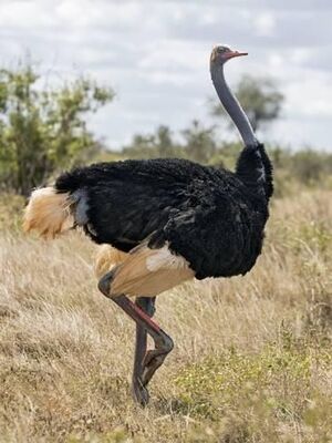 A male Ostrich In Tsavo East