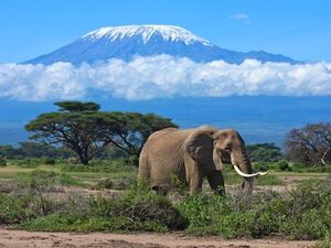 An Elephant In Amboseli
