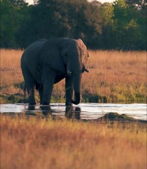 An Elephant In Moremi Game Reserve