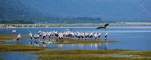 Lake Manyara National Park,