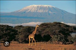 The foot of mount Kilimanjaro