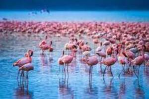  Flamingos at Lake Nakuru NP