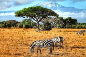 Zebras In Amboseli National Park