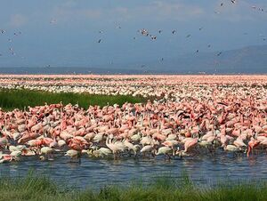 Flamingoes In L. Nakuru National 