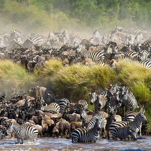 The Great Migration In Masai Mara