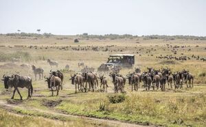 Wildlife In Masai Mara