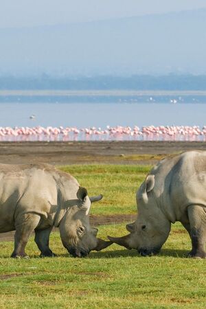 Flamingoes and Rhinos In L. Nakuru