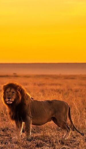 The Sunset with King Lion