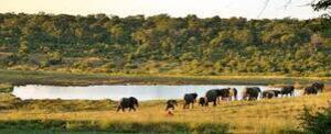 Iconic view of Hwange National Park