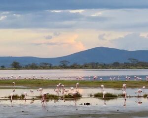 Flamingoes In Lake Elementaita