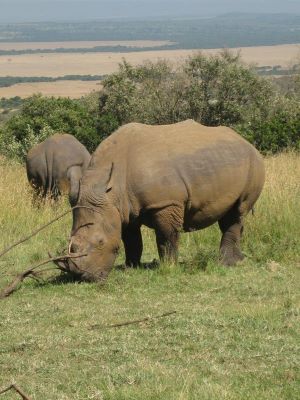 Rhinos Within The site
