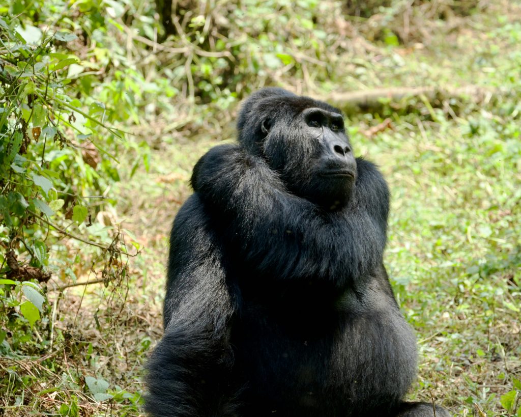 Gorilla photo in Uganda