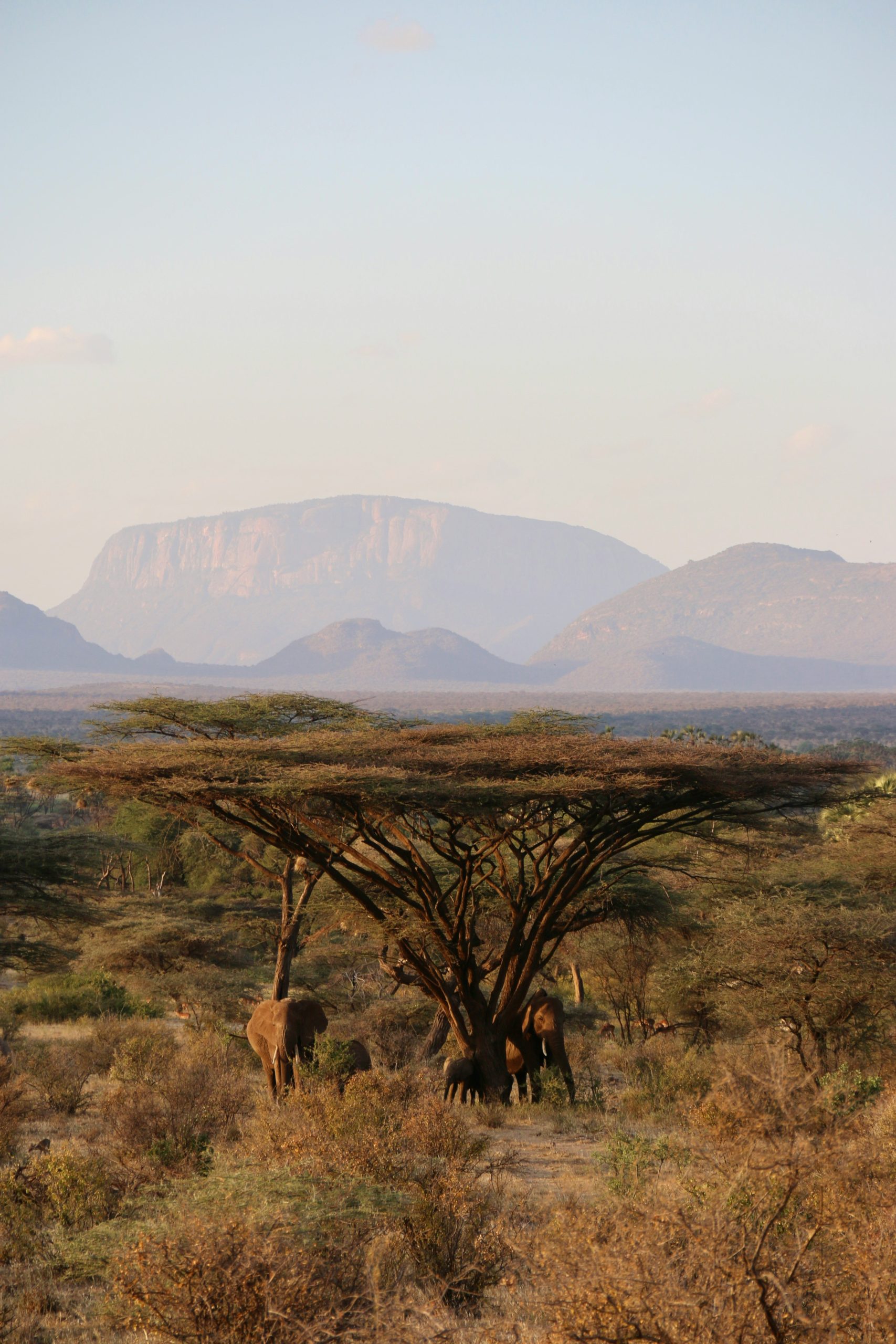Elephants at Samburu National Reserve Samburu National Reserve