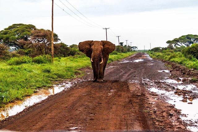 Amboseli National Park