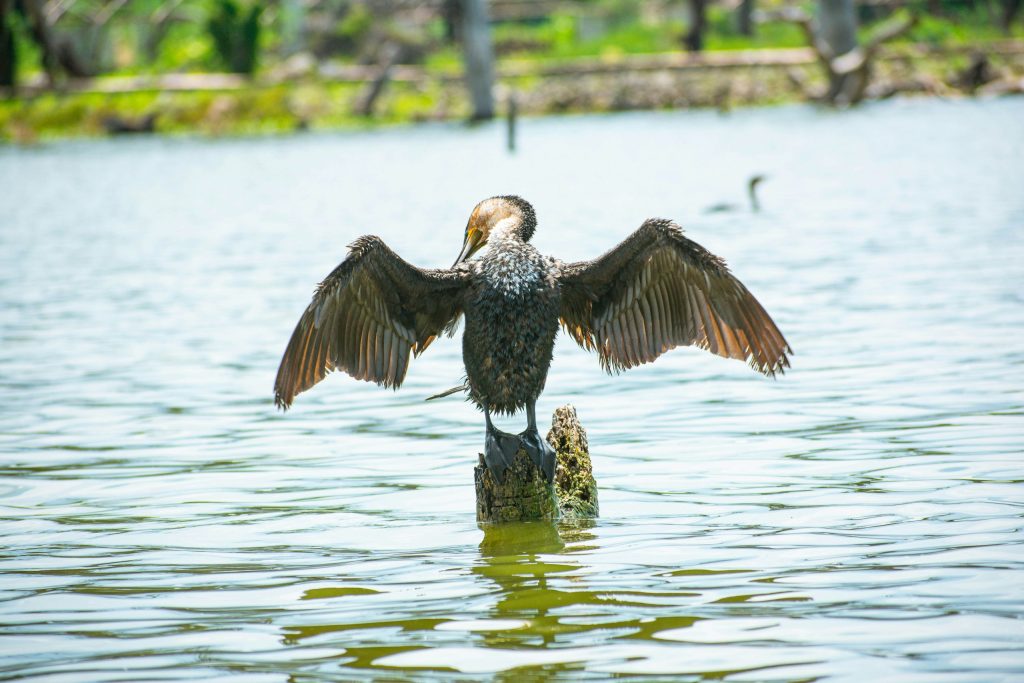 Birds in Lake Naivasha National Park