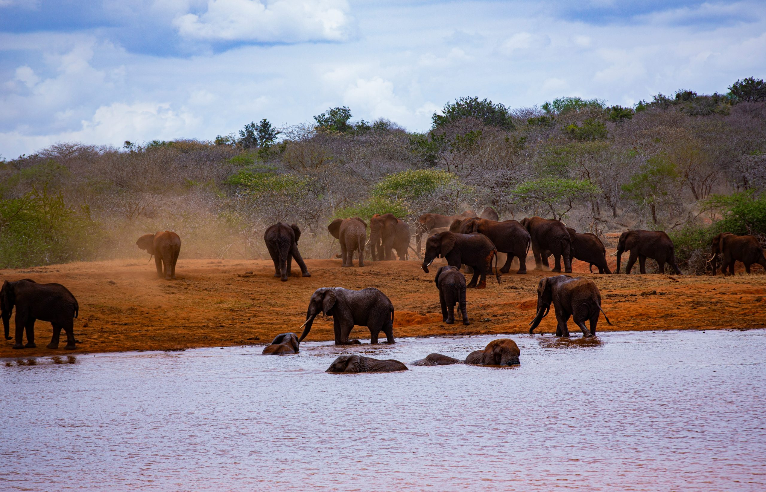 elephants at galana river Elephants-at-galana-river