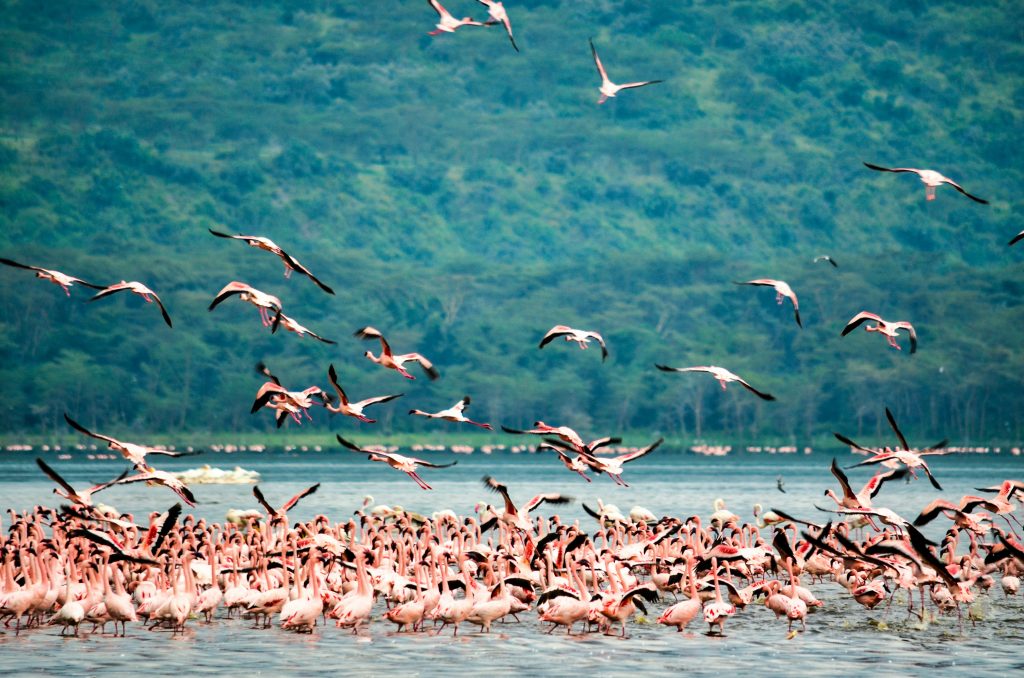 Flamingoes at Lake Nakuru National Park