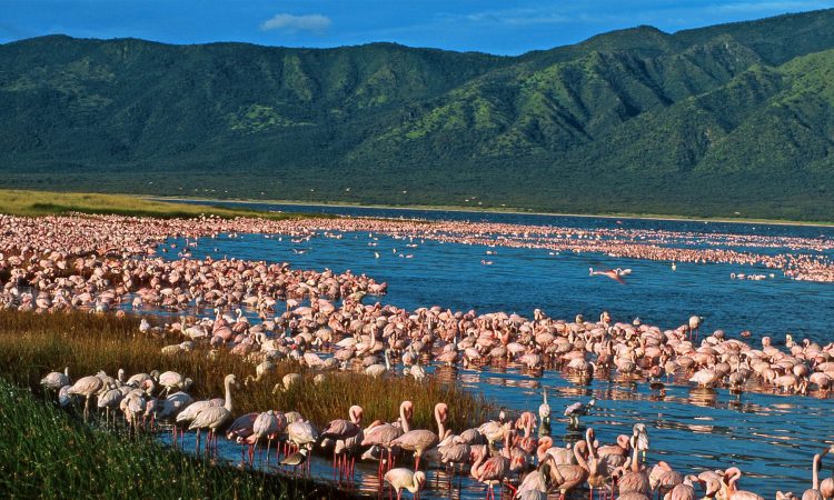 Flamingos at Lake Naivasha