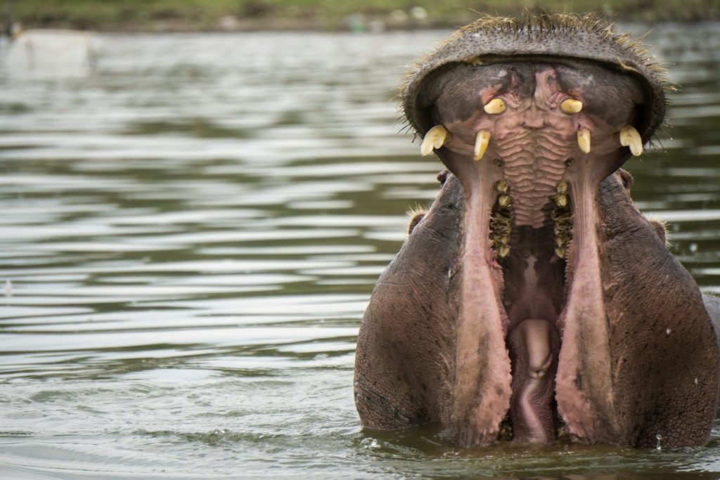 Hippos at Lake Naivasha National Park