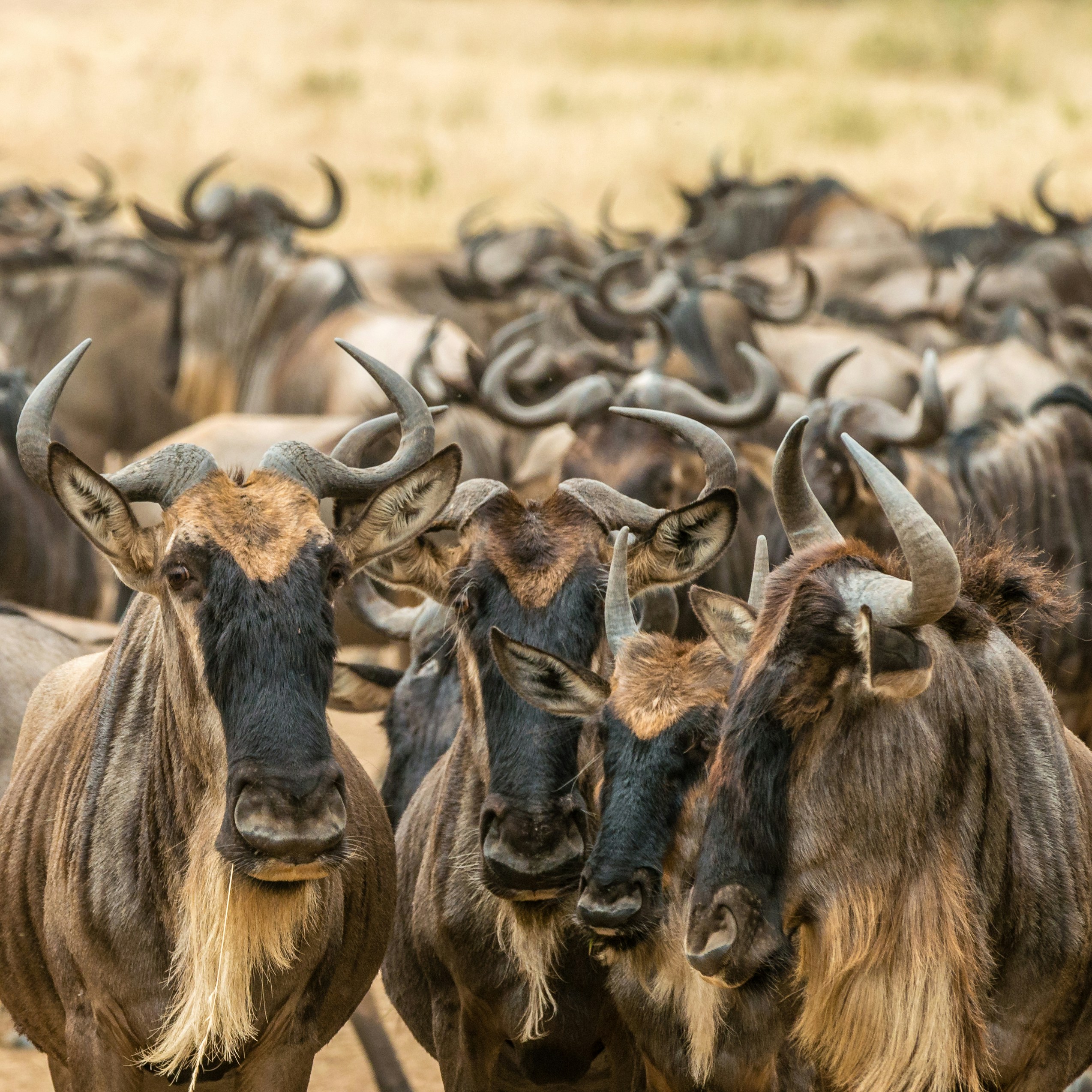 kenya-tours-and-safaris-wildebeest-migration kenya-tours-and-safaris-wildebeest-migration