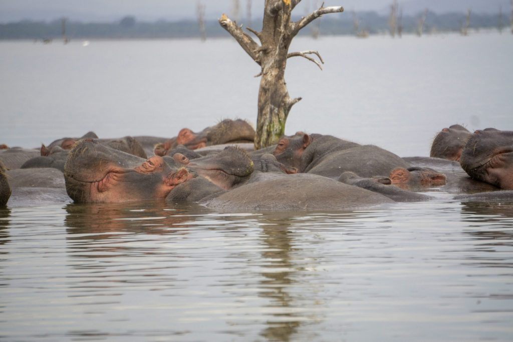 Lake Naivasha Hippos enjoying the waters