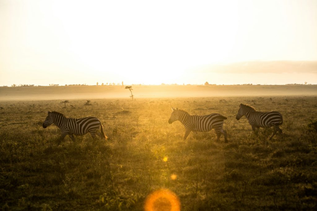 Games Drives at Lake Nakuru National Park