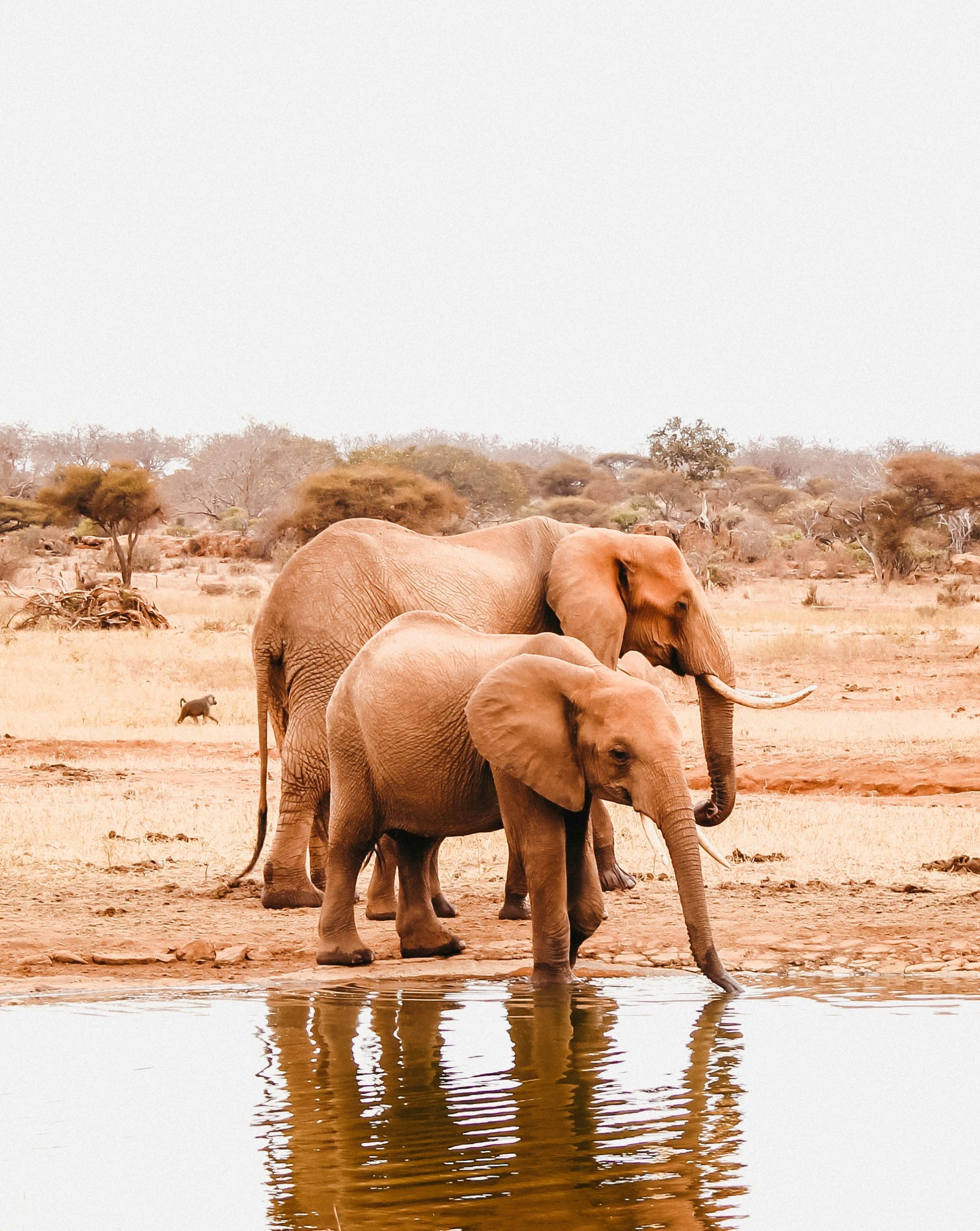 red elephants of Tsavo Red-elephants