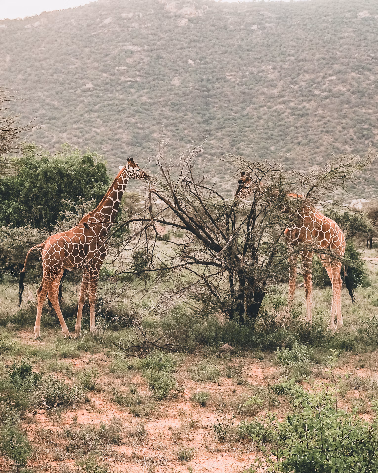 Samburu National Reserve