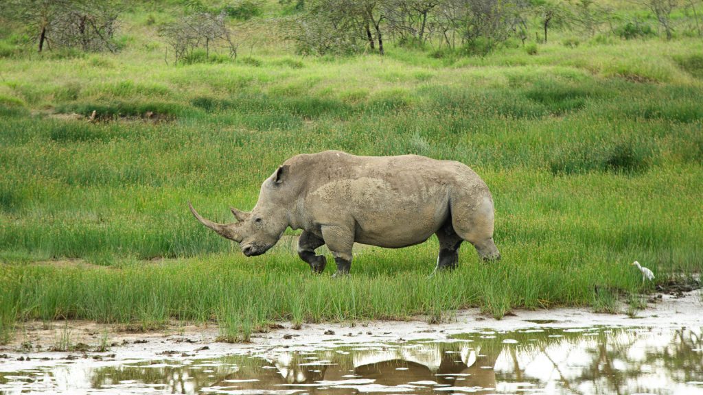The endangered white Rhino in Lake Naivasha