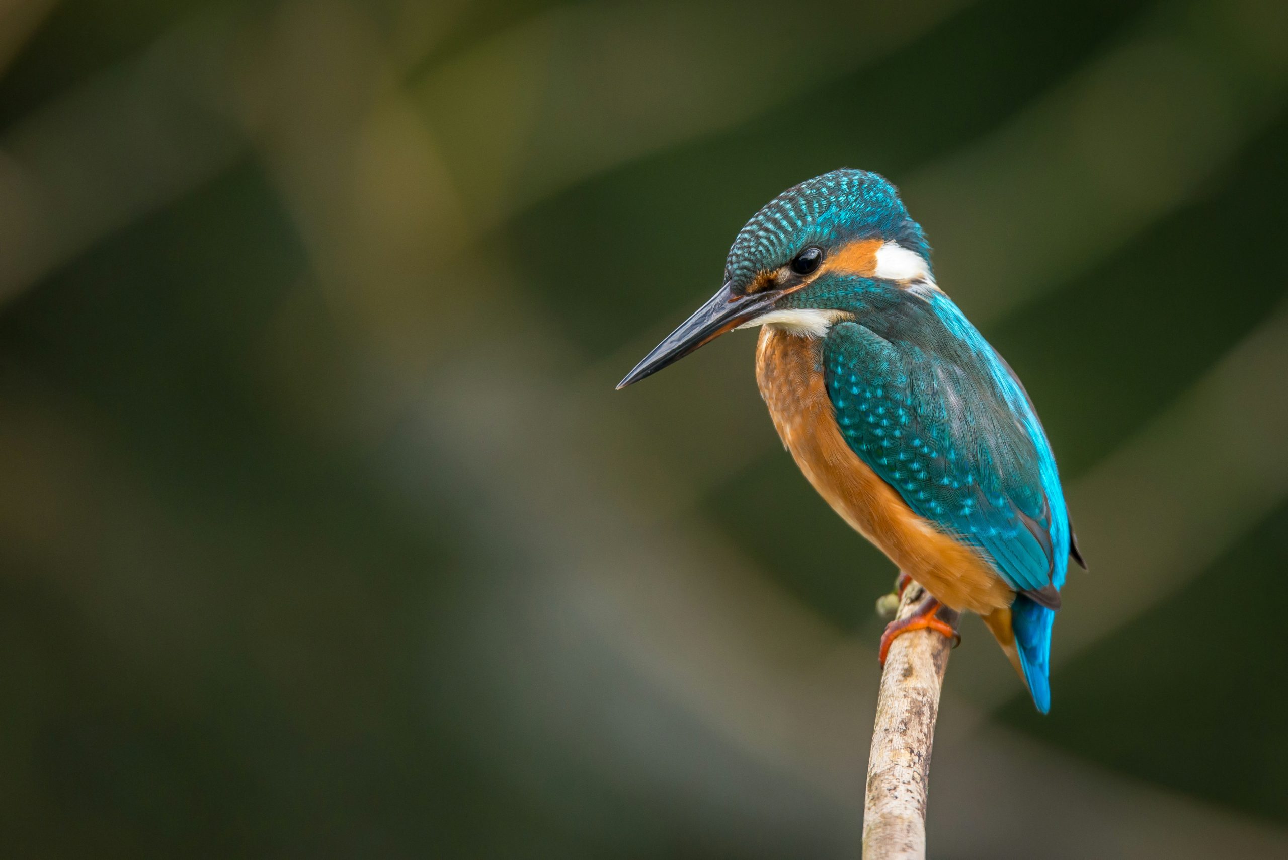 Bird-in-Aberdares Bird-in-Aberdares