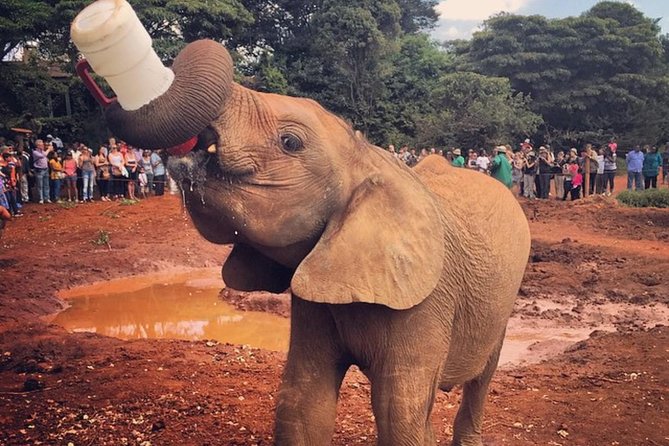 David Sheldrick Elephant orphanage – Best 1 in Nairobi Kenya