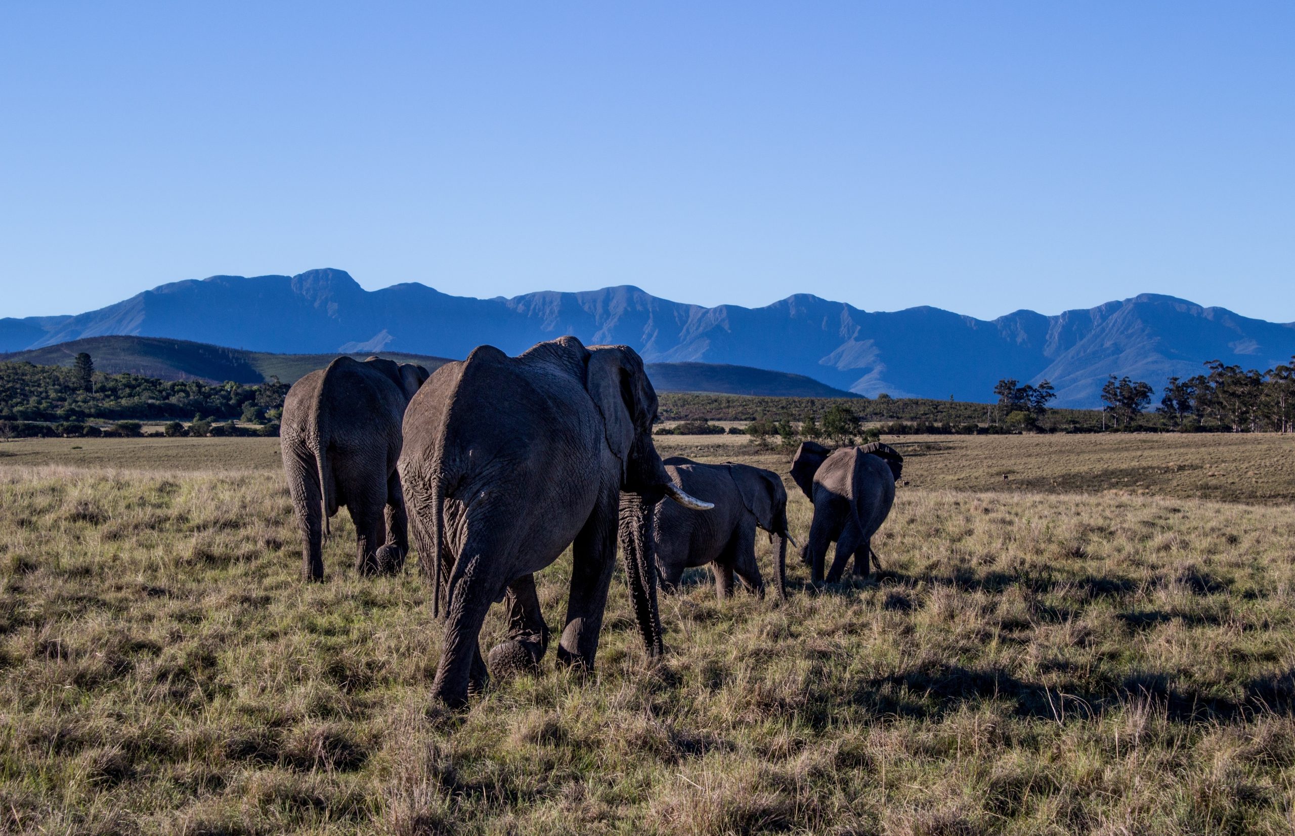 Elephants walking through a field surrounded by hills under the sunlight and a blue sky at daytime Elephants-in-Aberdares