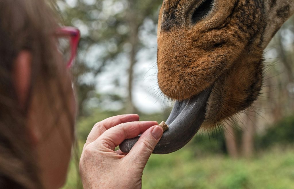 Feeding a Giraffe at Giraffe centre Nairobi Kenya