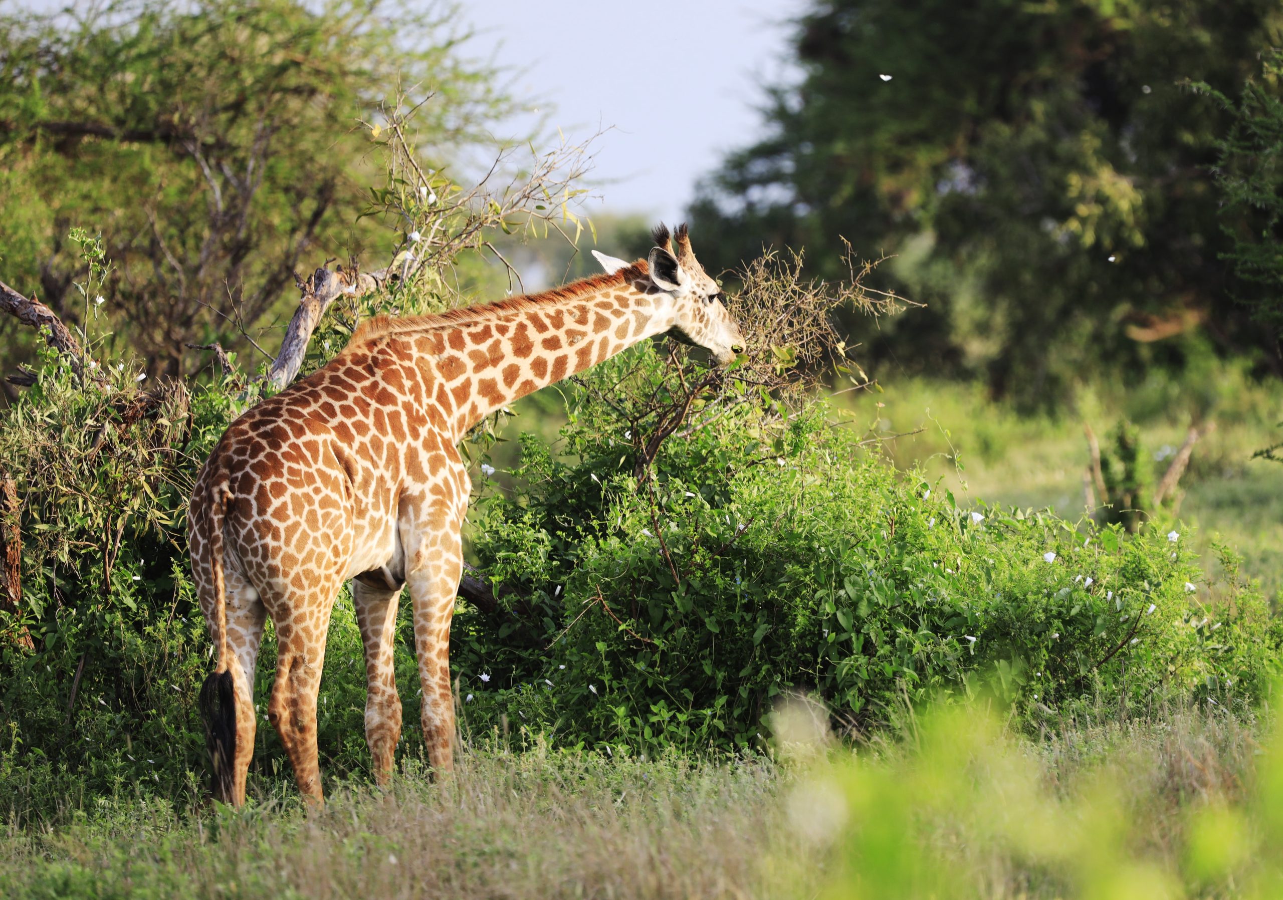 Cute Massai Giraffe in Tsavo East National park, Kenya, Africa Giraffes-feeding-in-Aberdares