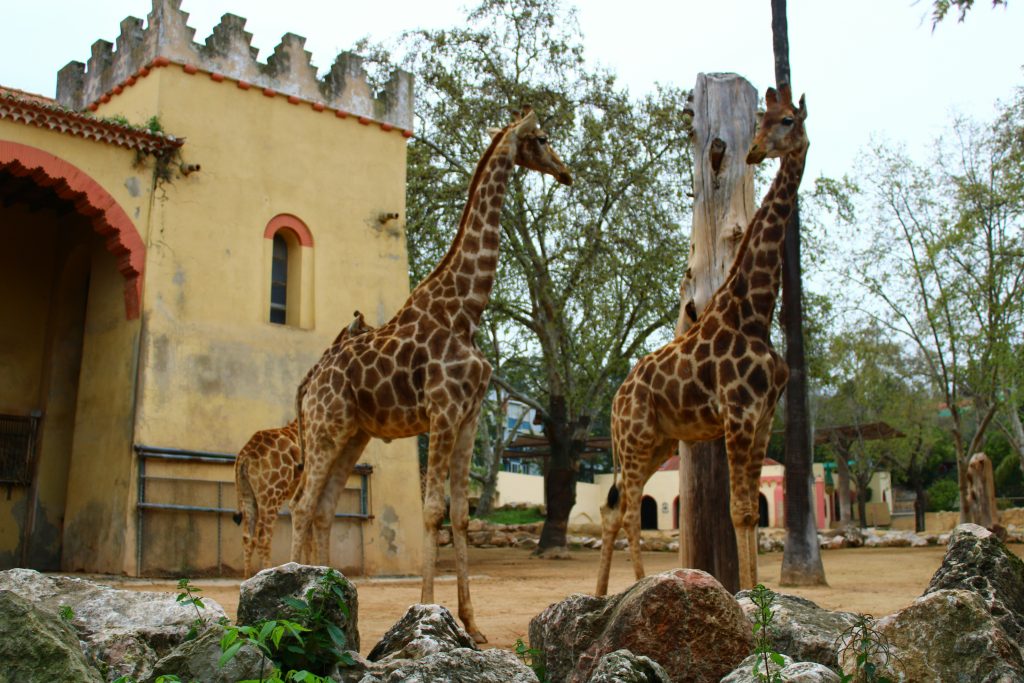 Giraffe Centre Nairobi: 7 Amazing Must-Know Insider Tips, Hours, Fees & Location