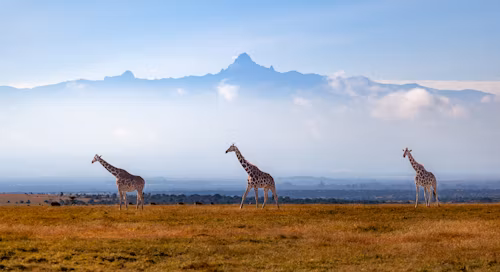 Mount Kenya National Park wildlife