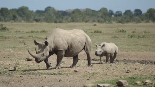 Ol Pejeta Conservancy: Discover 7 Incredible Reasons to Visit